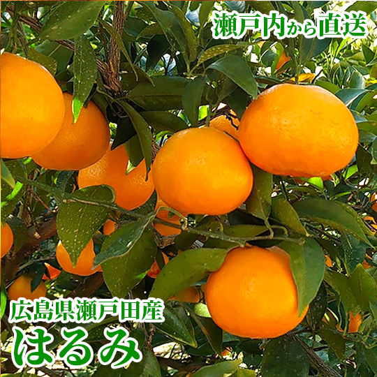 沖縄県産 ミニマンゴーＣ品 約６kg【常温便】① 沖縄県産ミニマンゴー1kg 8~20個入 送料無料 ご家庭用 ギフト対応不可