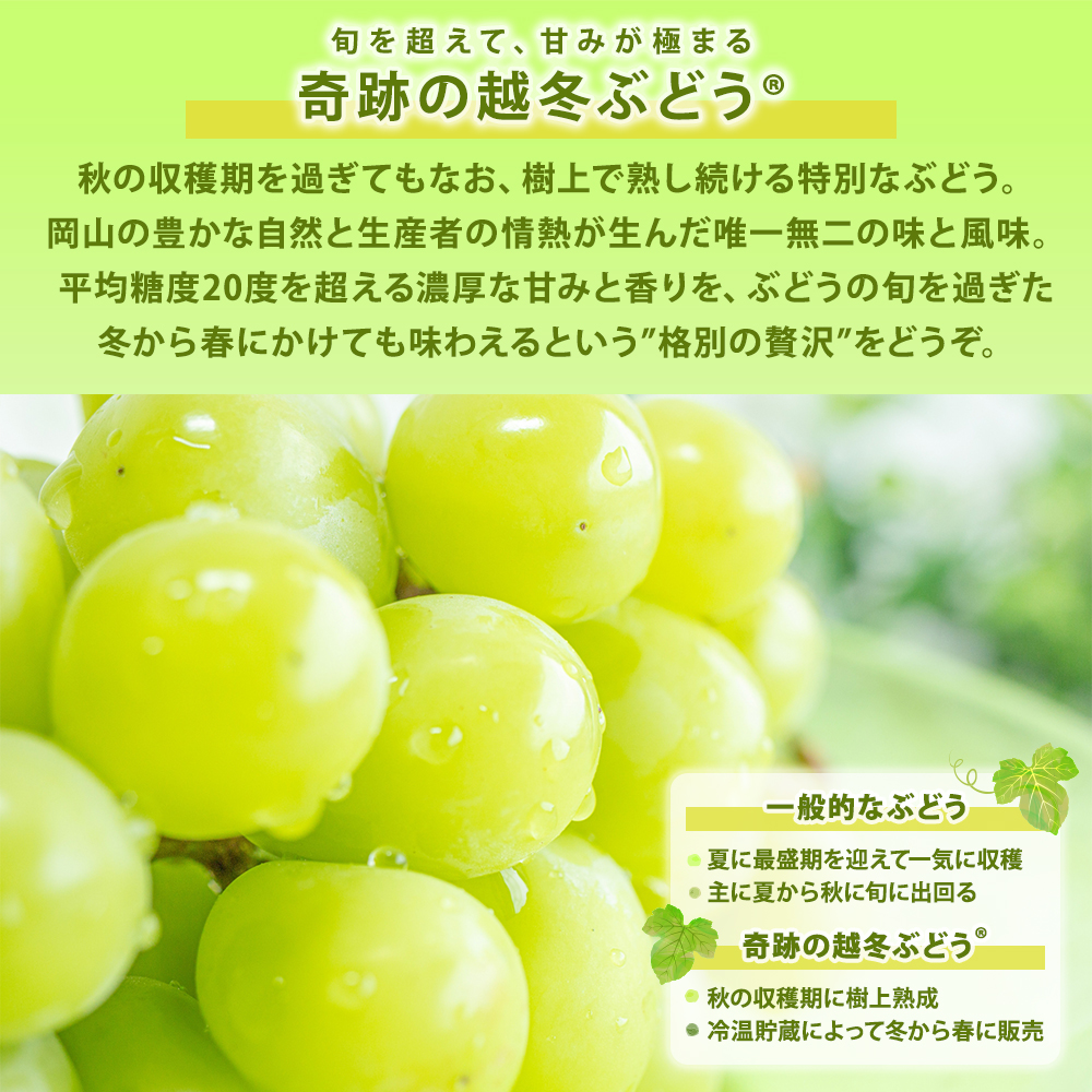 奇跡の越冬ぶどう シャインマスカット 岡山県産 高級 五果苑 1房 700g