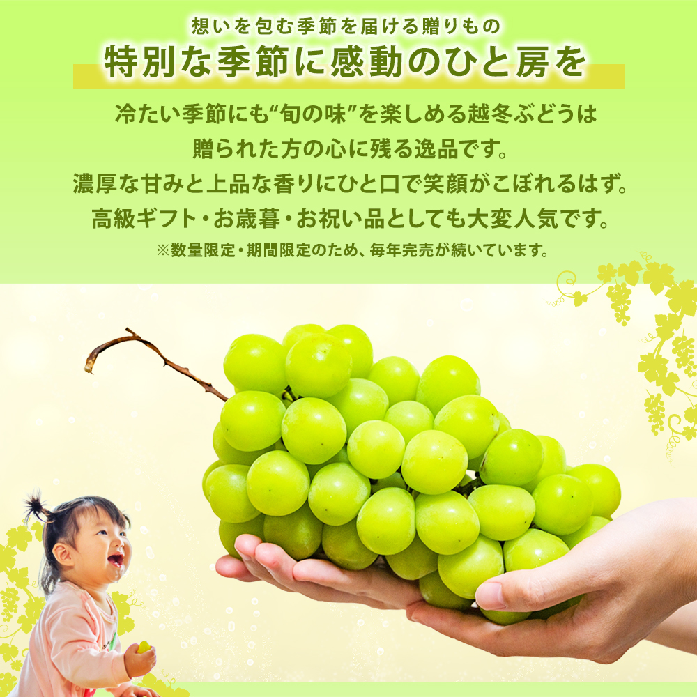 奇跡の越冬ぶどう シャインマスカット 岡山県産 高級 五果苑 1房 700g