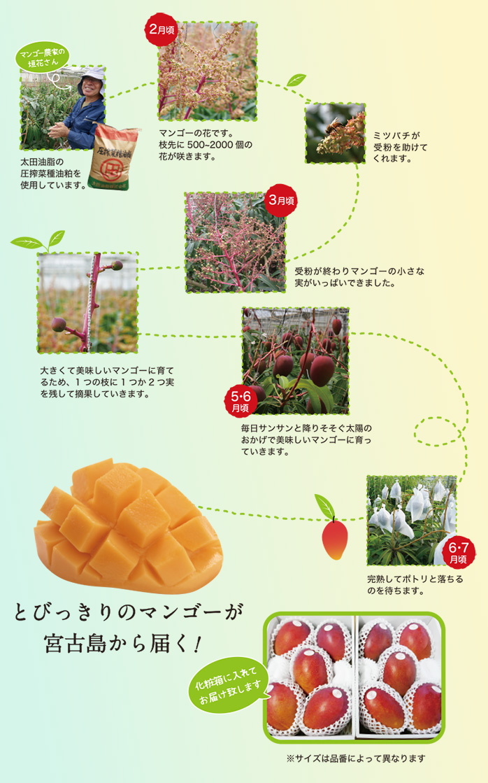 マンゴー収穫までの様子