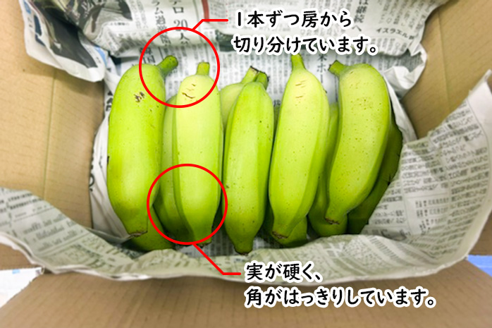 【送料無料】 沖縄県産 マッサン バナナ （アップルバナナ） 約 1.5kg もっちり 甘い りんごのような風味 国産 希少 赤ちゃん 子供 30代  40代 50代 60代 に人気