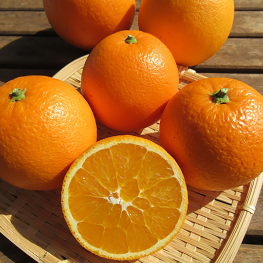 送料無料 広島県瀬戸田産 有光農園 ネーブル 約5kg 香り高く 果汁