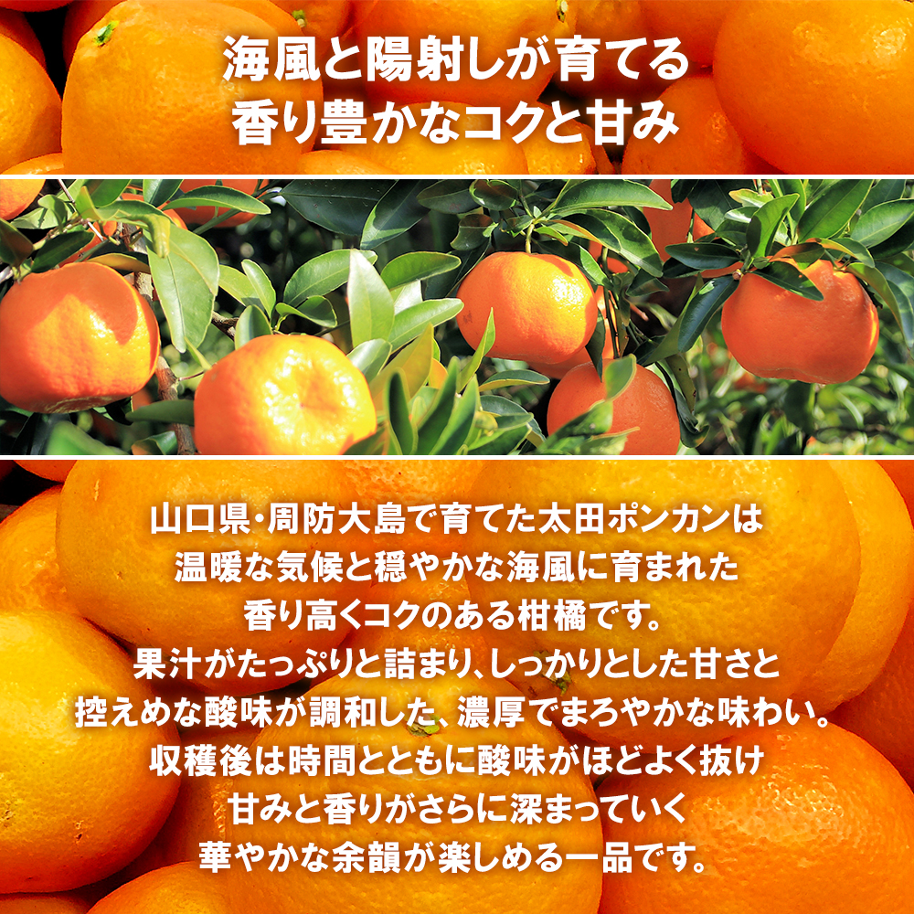 送料無料 山口県周防大島産 片岡農園 太田ポンカン 5kg 10kg ぽんかん