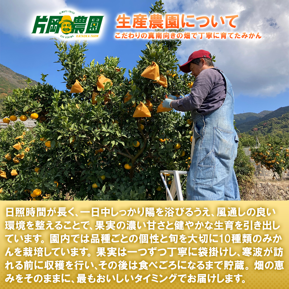 送料無料 山口県周防大島産 片岡農園 太田ポンカン 5kg 10kg ぽんかん