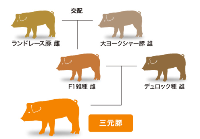 パイナップルポークは三元豚