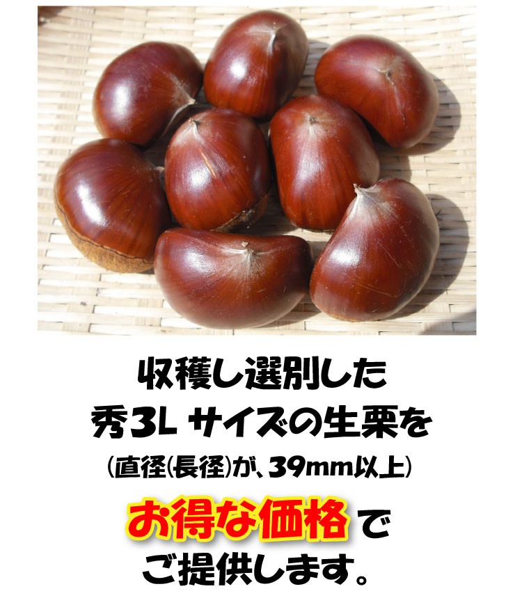 丹波栗(丹波篠山産) 大粒 秀３Ｌサイズ 約1kg(1kgネット×1袋) 温湯消毒