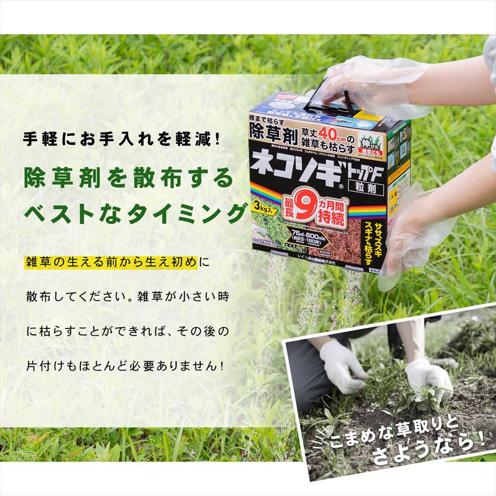 雑草の生え初め