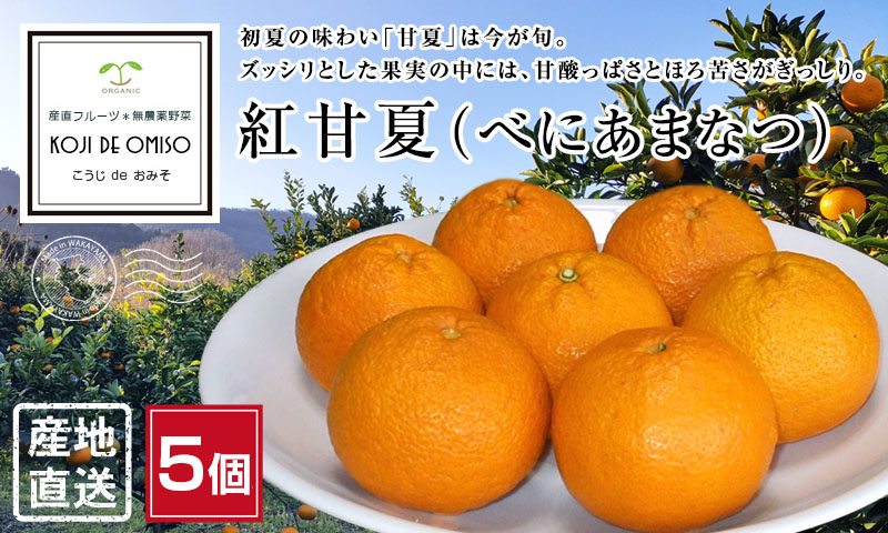 産地直送！和歌山産 紅甘夏（べにあまなつ）5個 約1.3kg : koji
