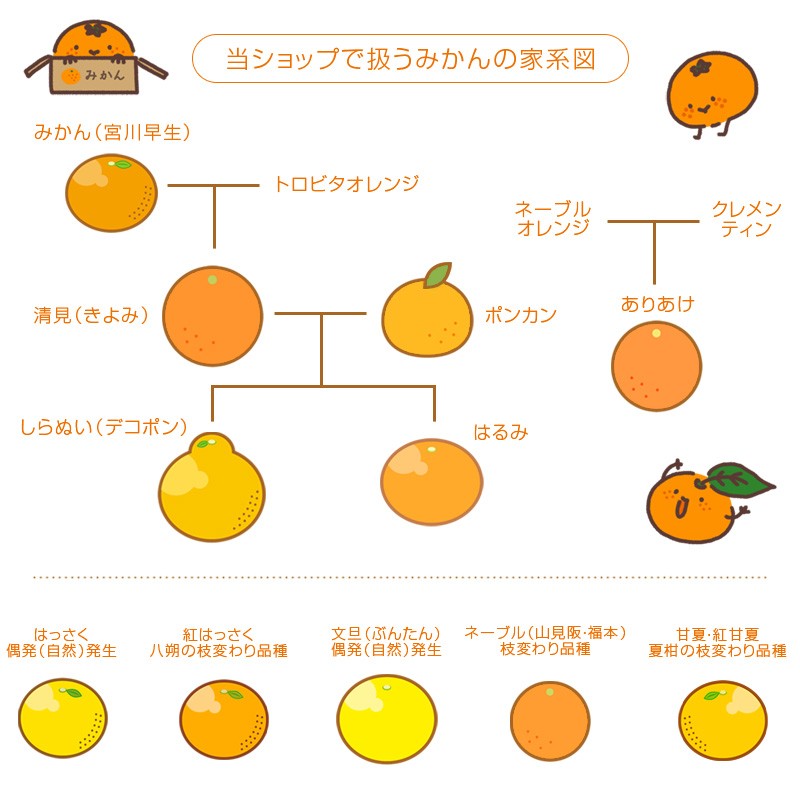 産地直送 樹上完熟 清見（きよみ）オレンジ 5個 : koji de omiso