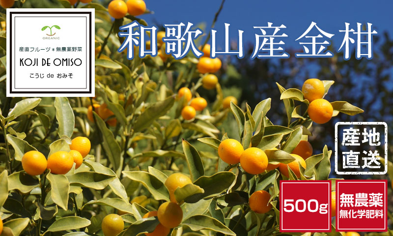 無農薬！ 和歌山産 金柑（きんかん）500g ※露地栽培・サイズ不揃い