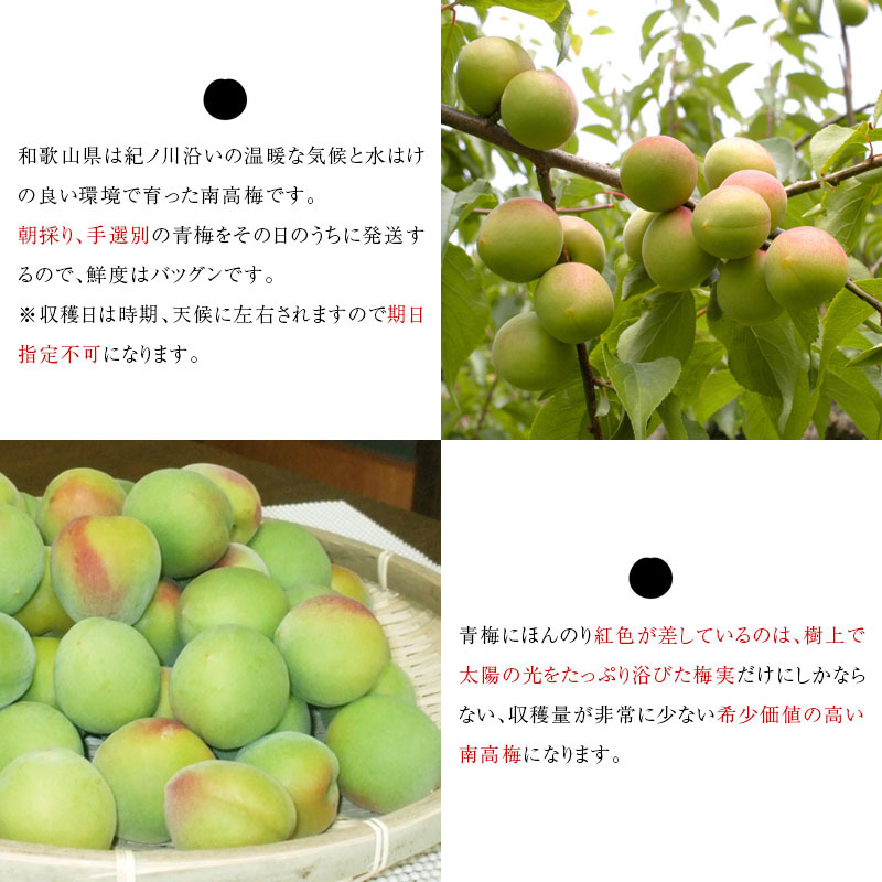 【希少品】手摘み採れたて南高梅 10kg 特別栽培】和歌山県産 南高梅Lサイズ(梅干し用)10kg：和歌山県