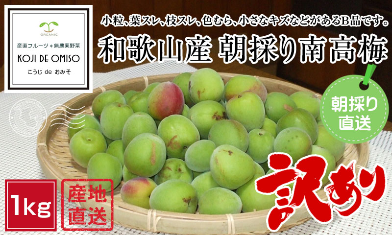 朝取り当日出荷　和歌山みなべ町産 南高梅 青梅 10kg 梅の本場【和歌山県産】南高梅「青梅」10kg ✳︎予約販売5月