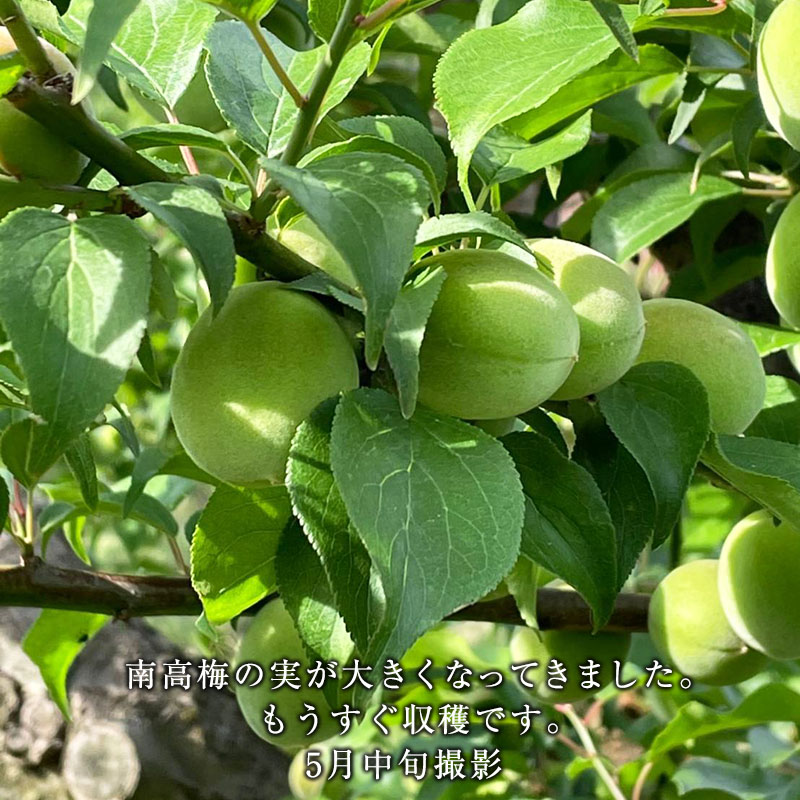 6月上旬より発送】和歌山産 朝採り！訳あり 南高梅（青梅）1kg □ 発送