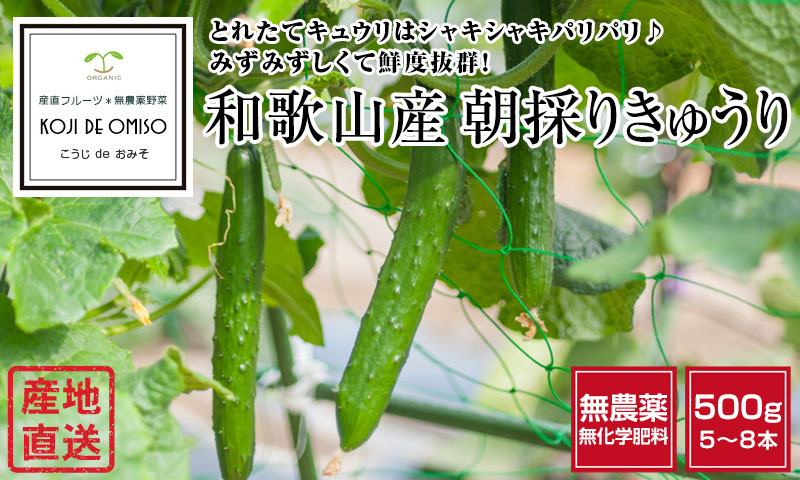 朝採りきゅうり再開予定 無農薬 朝採りきゅうり サイズ混合 500g □期日指定不可・発送翌日受取