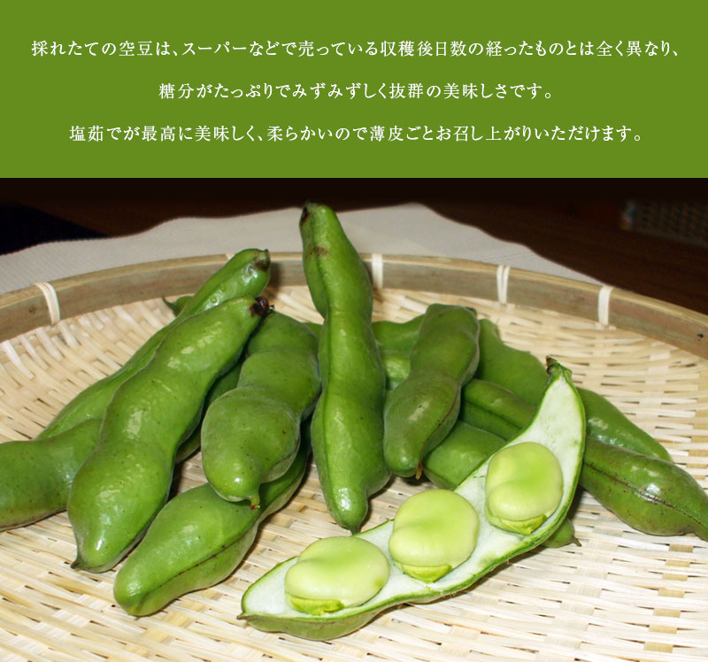和歌山　そら豆　3粒　5kg　変更10kg そら豆 （一寸豆） 4kg | 和歌山の農家産直通販・販売-和味