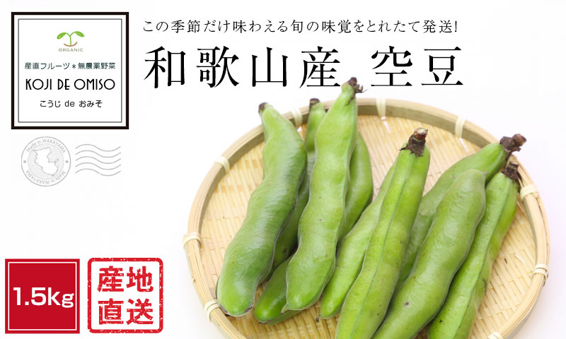 産地直送！ 和歌山産とれたて空豆（そら豆） 1.5kg □期日指定