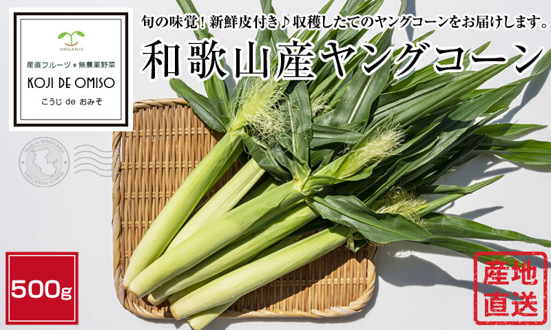 和歌山産 皮付き ヤングコーン（ベビーコーン）500g □期日指定