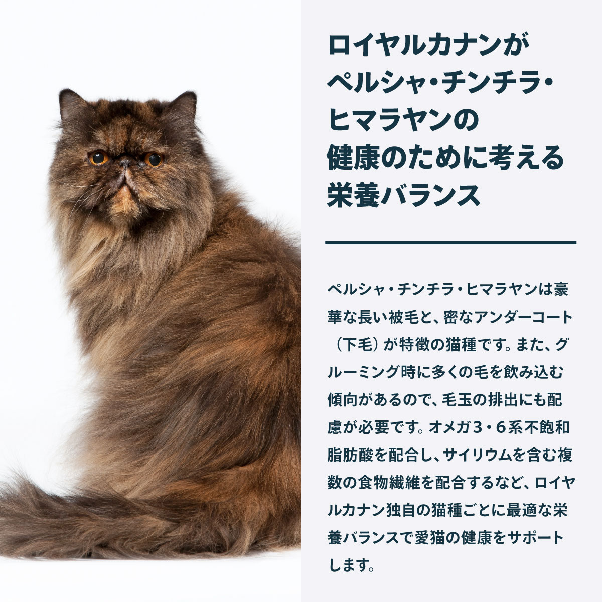 ロイヤルカナン（ROYAL CANIN） 猫 キャットフード ペルシャ チンチラ
