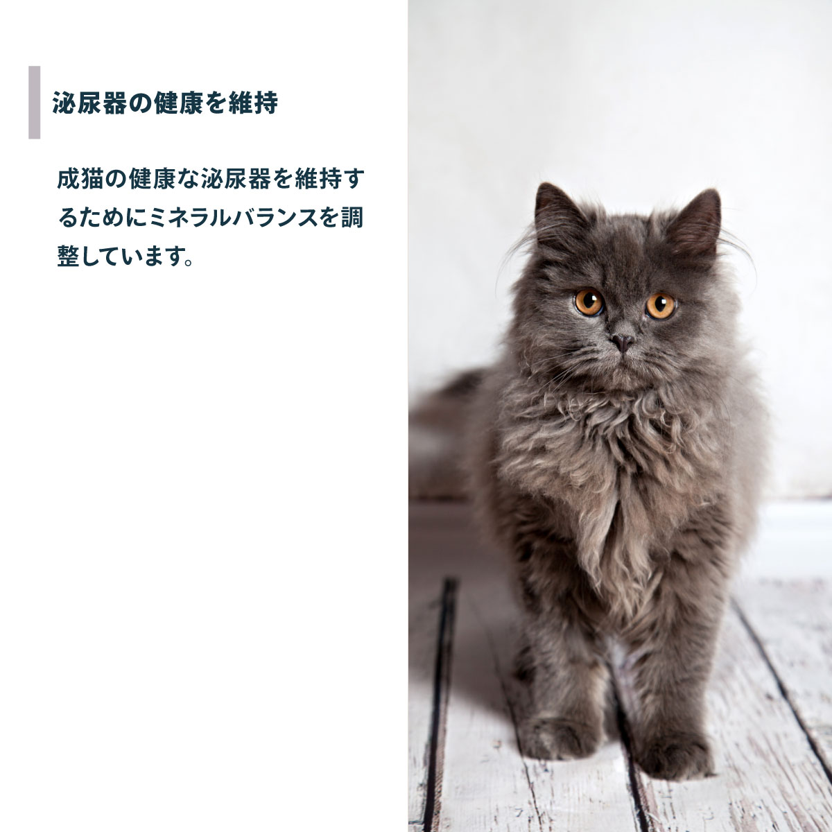 ロイヤルカナン（ROYAL CANIN） 猫 キャットフード ペルシャ チンチラ