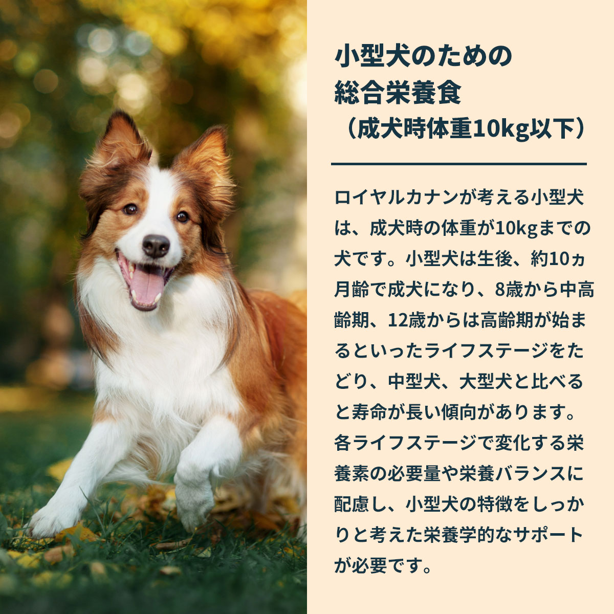 ロイヤルカナン（ROYAL CANIN） 犬 ドッグフード ミニ アダルト 8kg