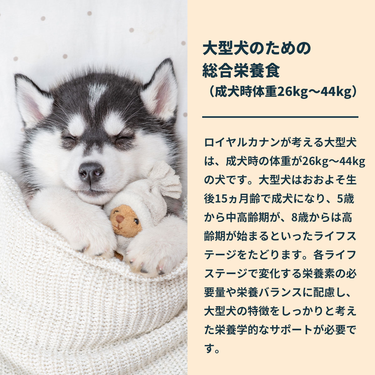 ロイヤルカナン（ROYAL CANIN） 犬 ドッグフード マキシ パピー 10kg