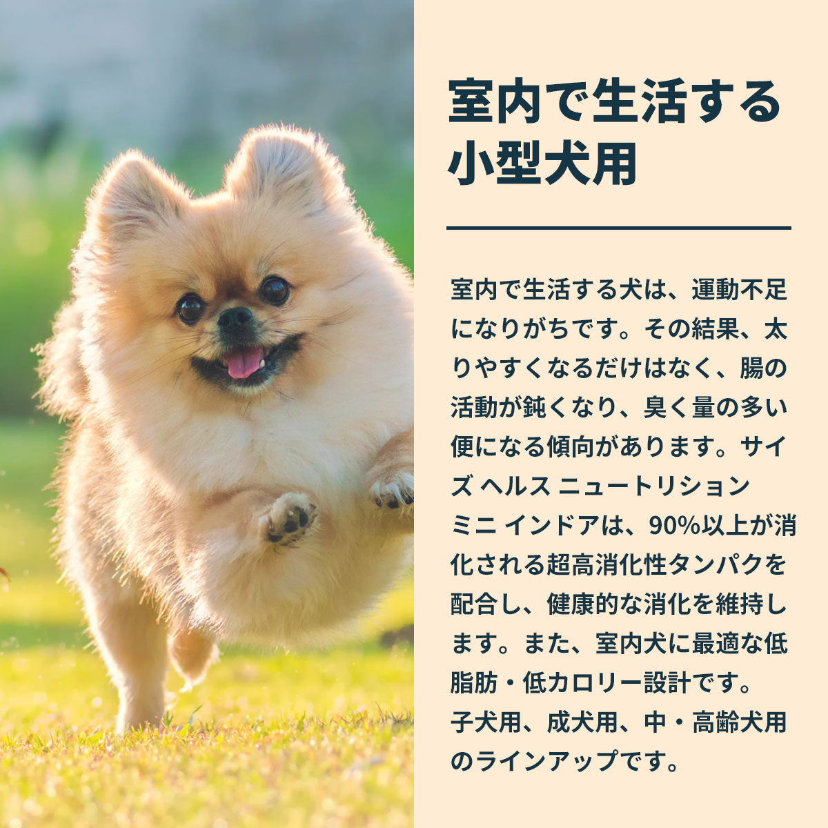 ロイヤルカナン（ROYAL CANIN） 犬 ドッグフード ミニ インドア