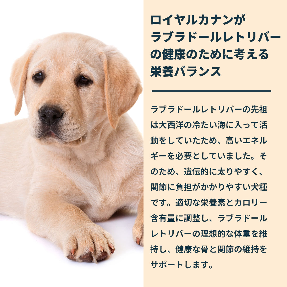 ロイヤルカナン（ROYAL CANIN） 犬 ドッグフード ラブラドール