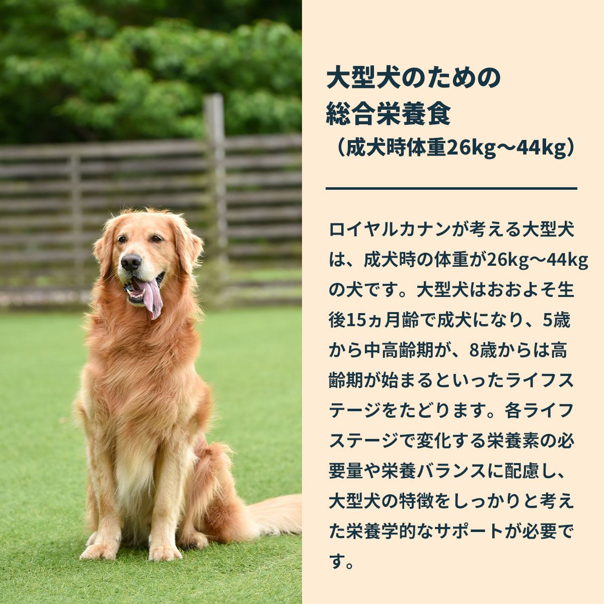 ロイヤルカナン（ROYAL CANIN） 犬 ドッグフード マキシ アダルト 15kg