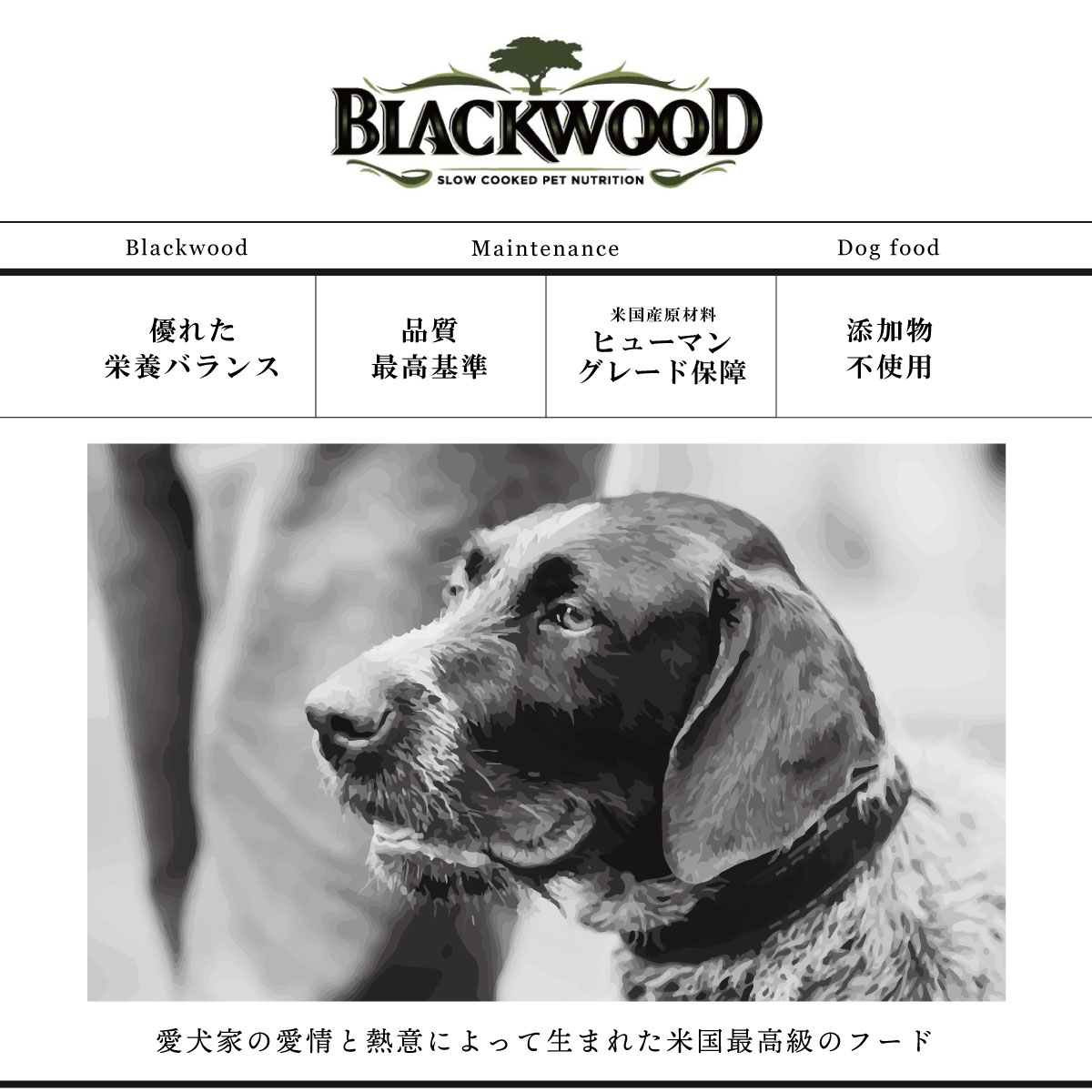 ブラックウッド BLACKWOOD ドッグフード 3000 980g 成犬・高齢犬用 無