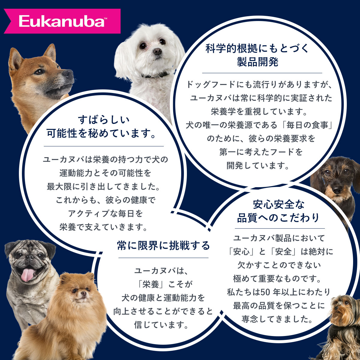 ユーカヌバ（Eukanuba） ドッグフード スモール アダルト 800g 小型犬