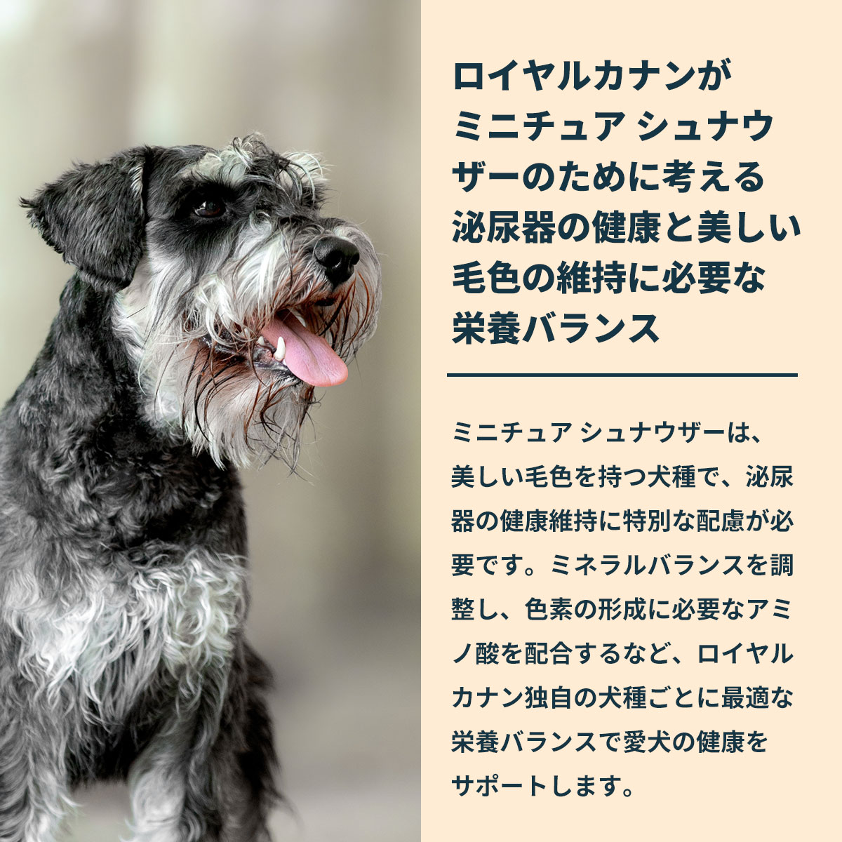 ロイヤルカナン（ROYAL CANIN） 犬 ドッグフード ミニチュア