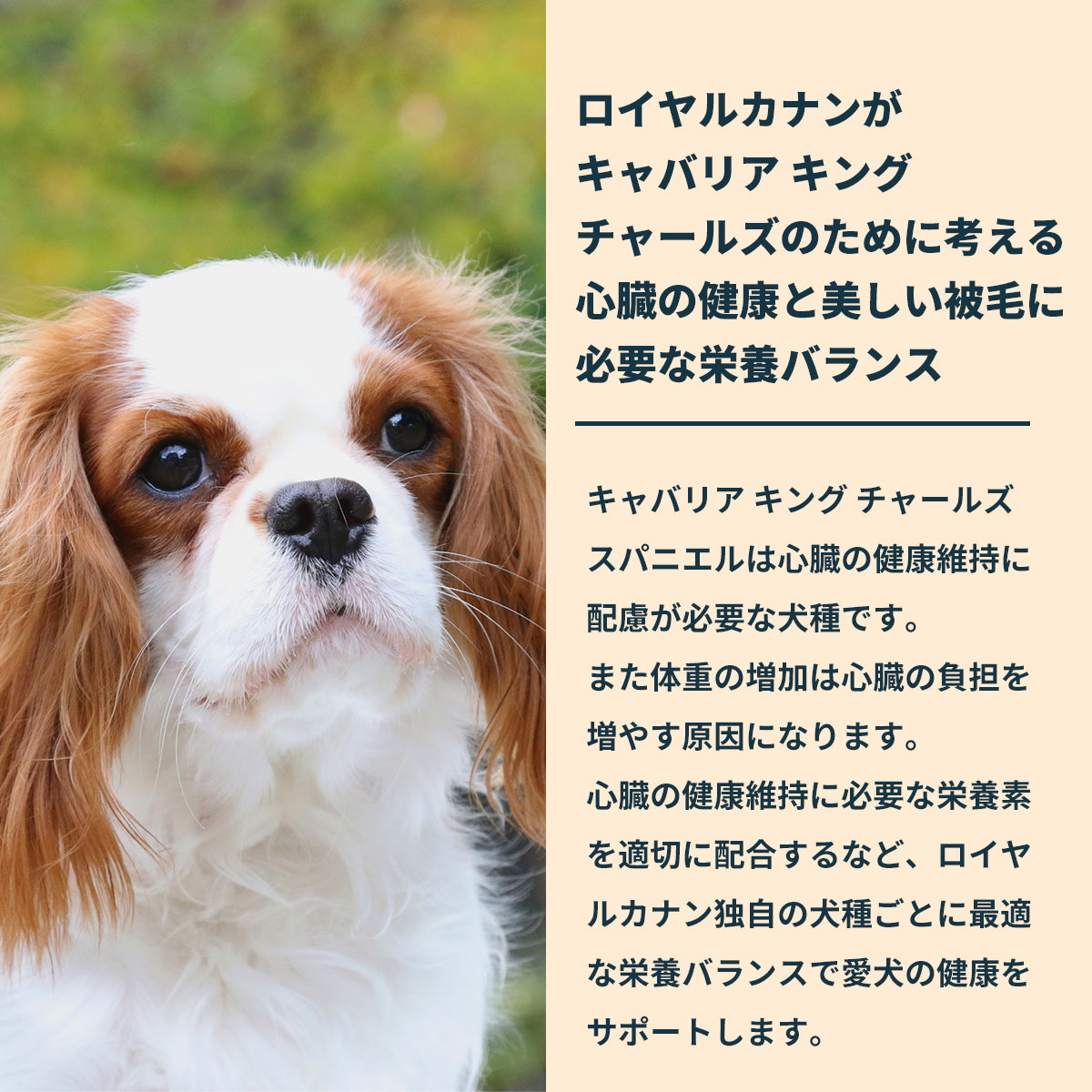 ロイヤルカナン3Kg：キャバリア×2 ロイヤルカナン | 株式会社トライム～ペット用品総合卸売商社【TryM