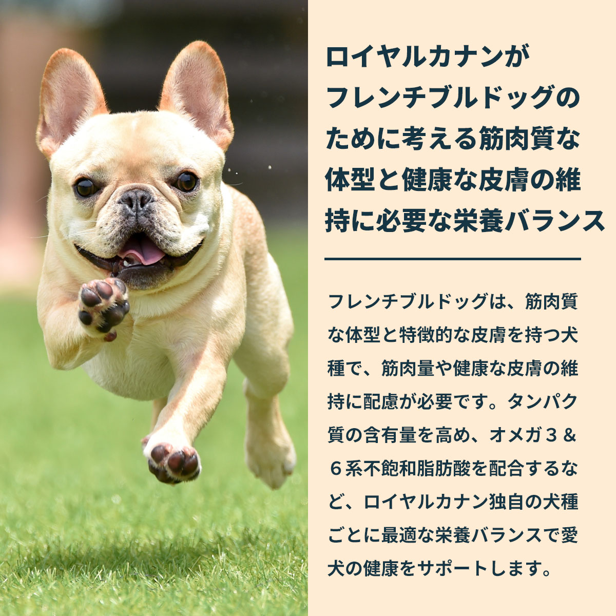 CANIN フレンチブルドッグ ドライフード 3kg 2袋セット Amazon.co.jp