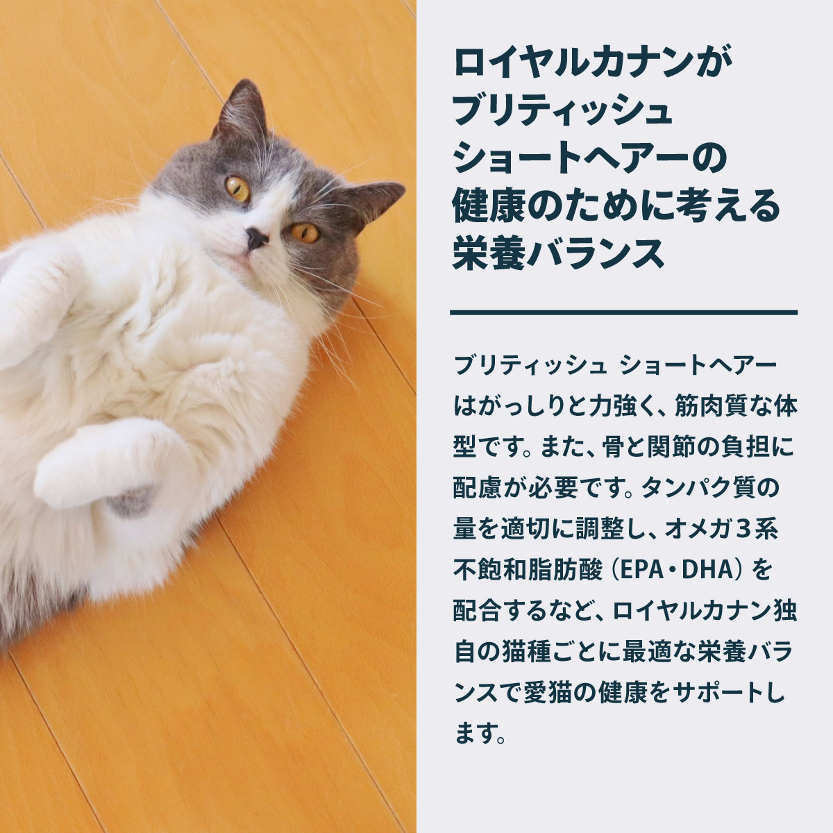 ロイヤルカナン（ROYAL CANIN） 猫 キャットフード ブリティッシュ