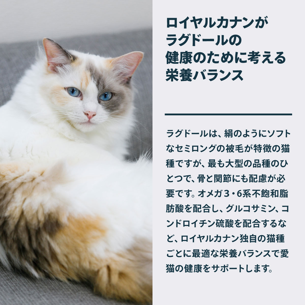 ロイヤルカナン（ROYAL CANIN） 猫 キャットフード ラグドール専用