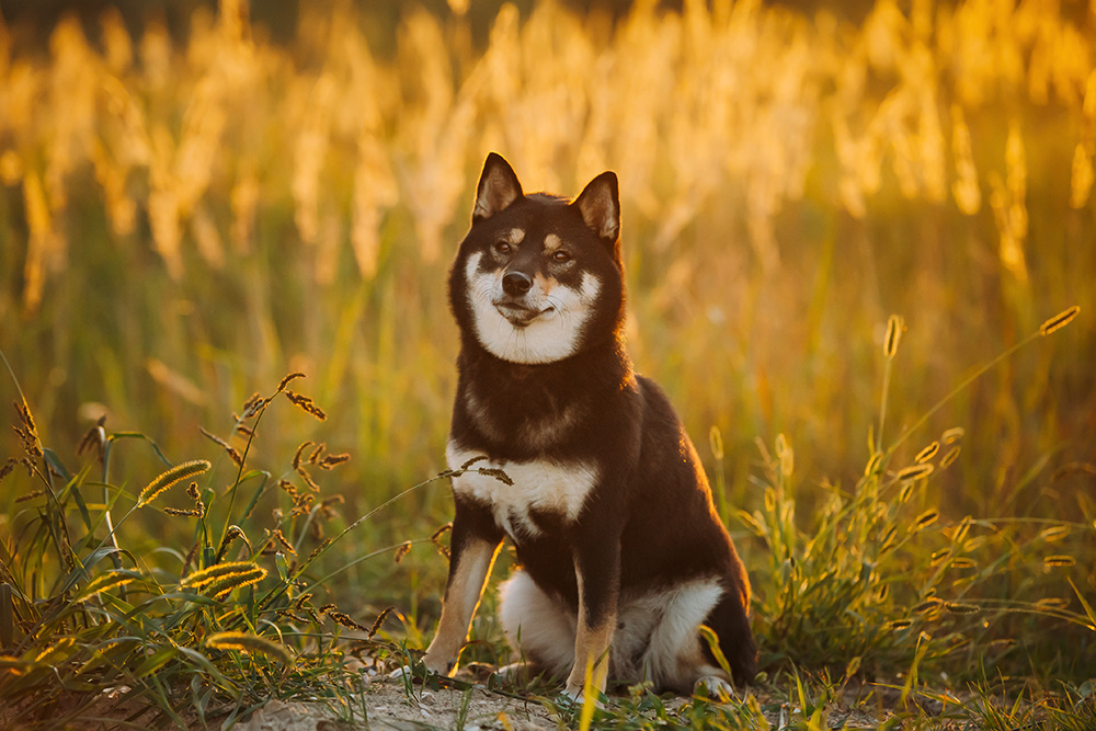 犬種別で見る気を付けるポイント！ ナチュラル無添加の