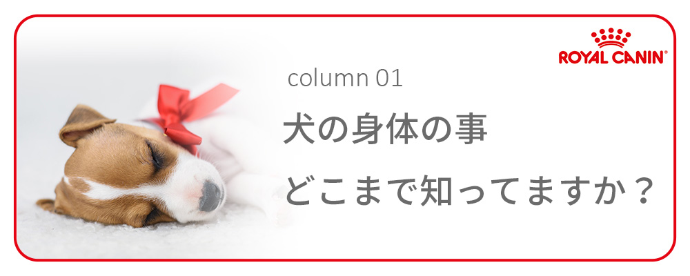 ロイヤルカナン（ROYAL CANIN） 猫 キャットフード ライト ウェイト