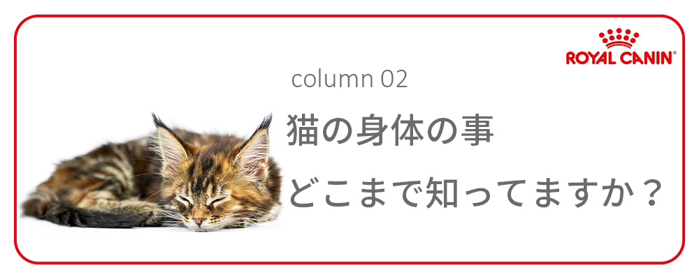 ロイヤルカナン（ROYAL CANIN） 猫 キャットフード インドア 10kg 室内