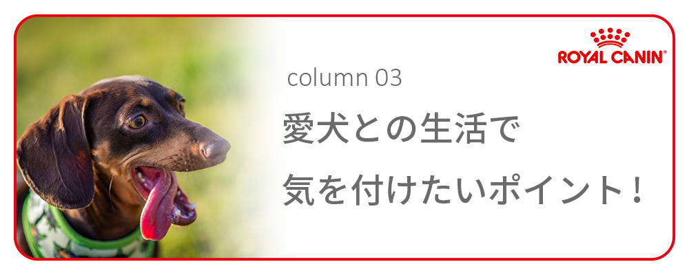 ロイヤルカナン（ROYAL CANIN） 犬 ドッグフード キャバリア キング