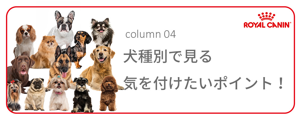ロイヤルカナン（ROYAL CANIN） 犬 ドッグフード ミニ インドア パピー