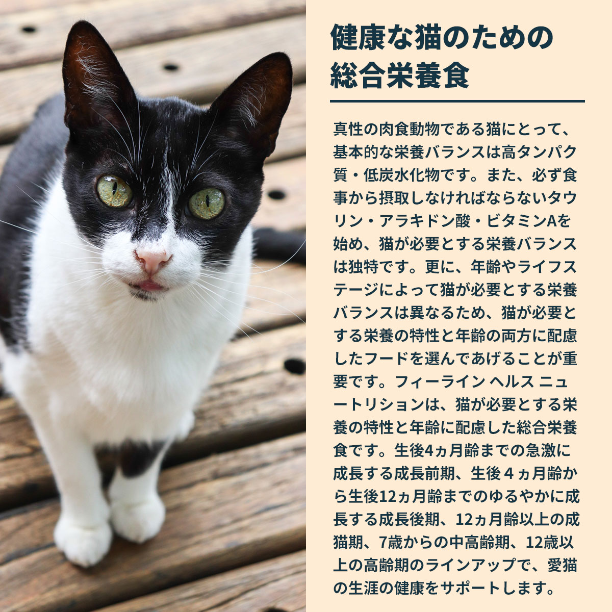 ロイヤルカナン（ROYAL CANIN） 猫 キャットフード エイジング 12＋