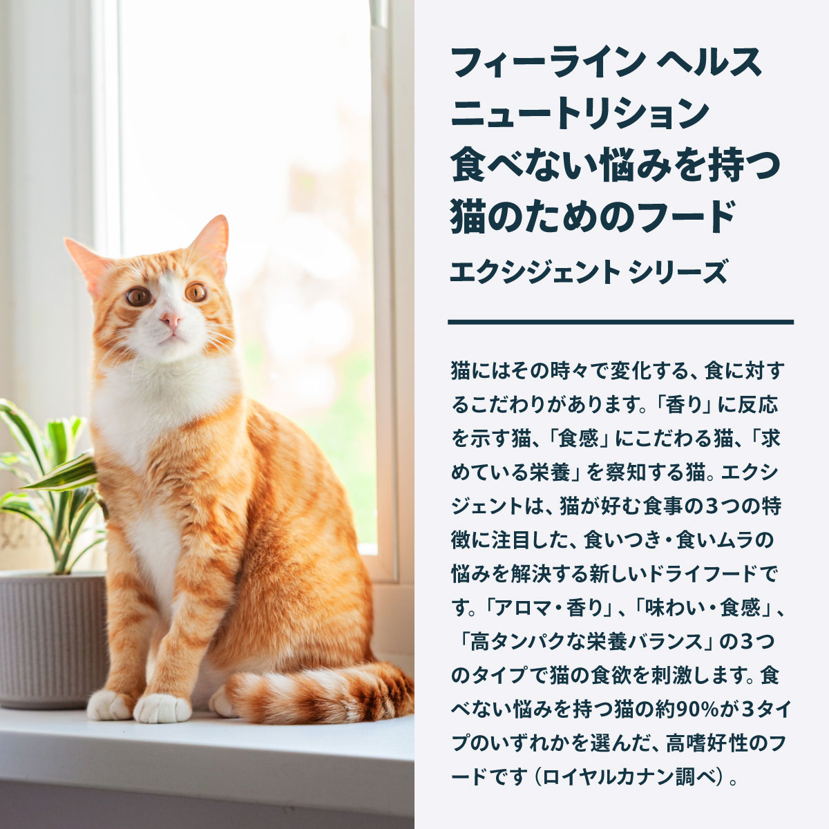 ロイヤルカナン（ROYAL CANIN） 猫 キャットフード アロマエクシ