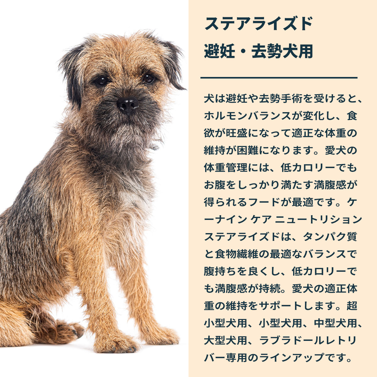 ロイヤルカナン（ROYAL CANIN） 犬 ドッグフード ミニ ステアライズド
