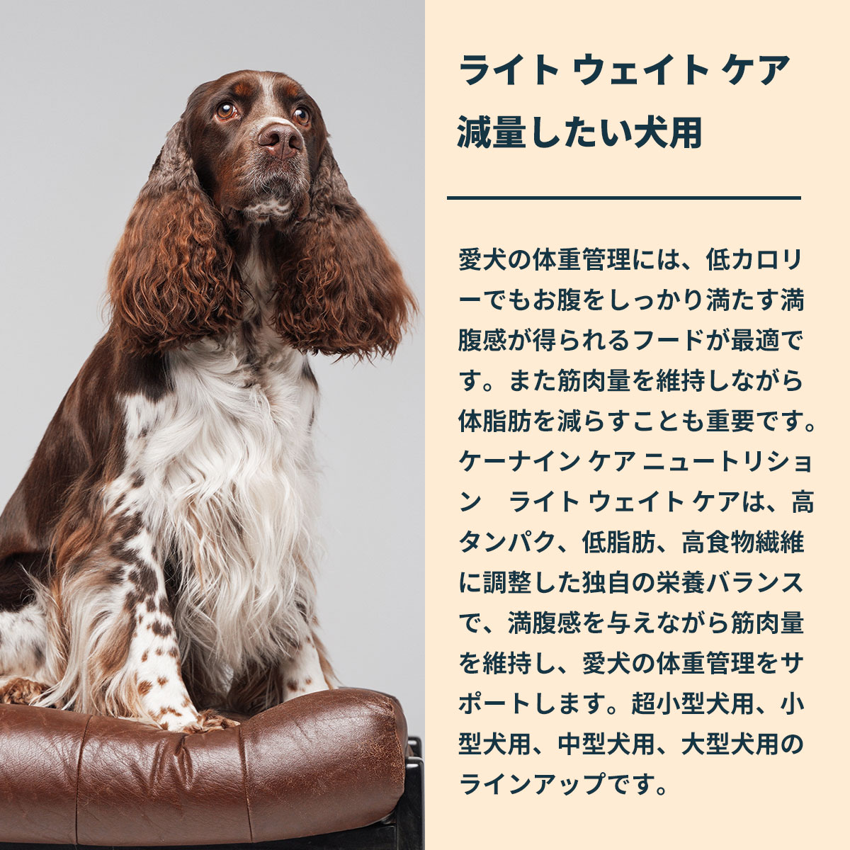 ロイヤルカナン（ROYAL CANIN） 犬 ドッグフード ミディアムライト