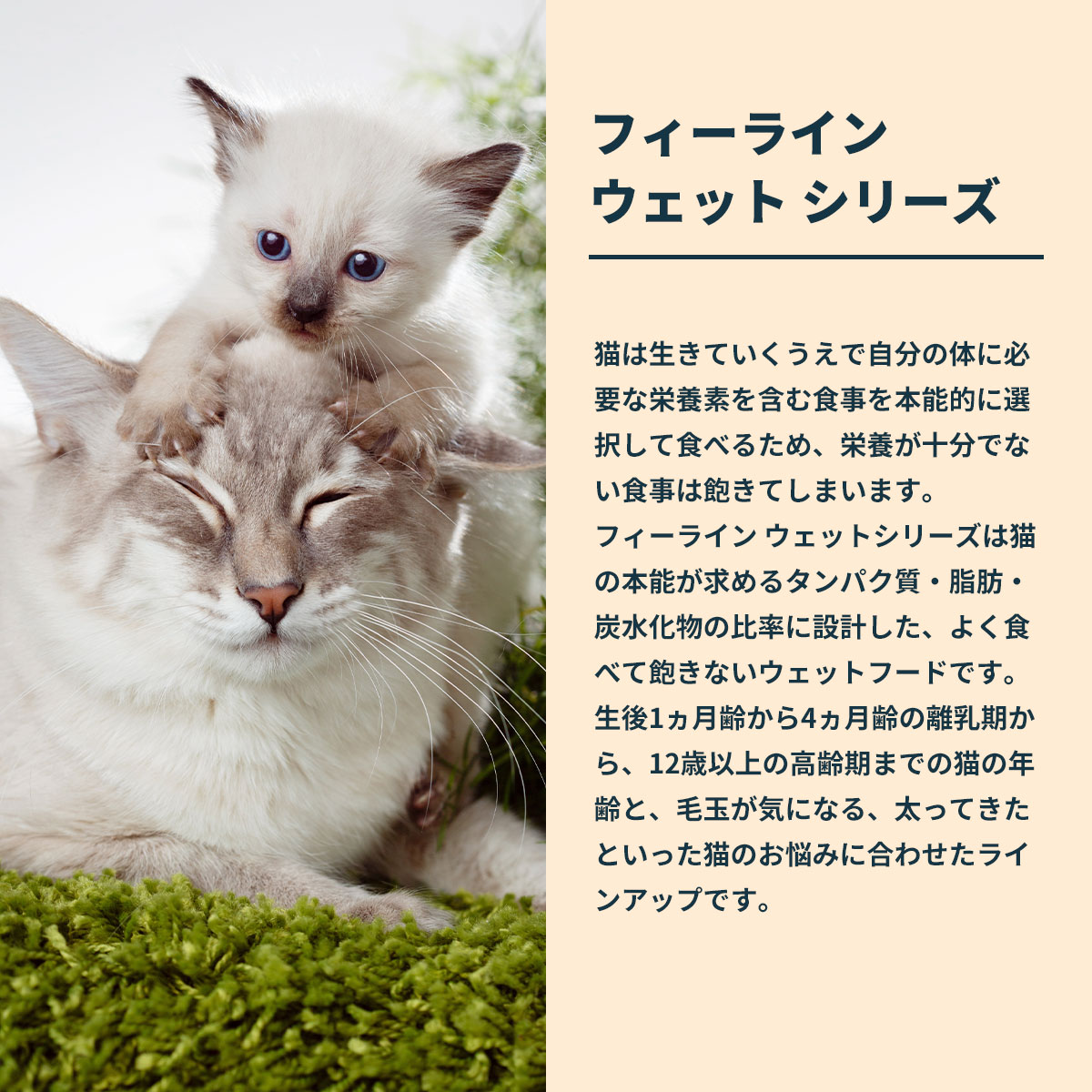 ロイヤルカナン（ROYAL CANIN） 猫 キャットフード ウェットフード