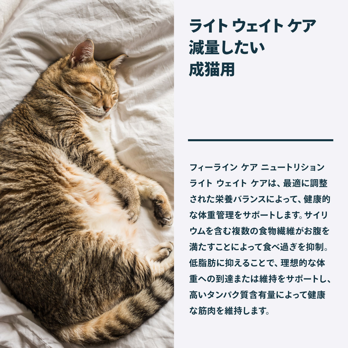 ロイヤルカナン（ROYAL CANIN） 猫 キャットフード ウェットフード