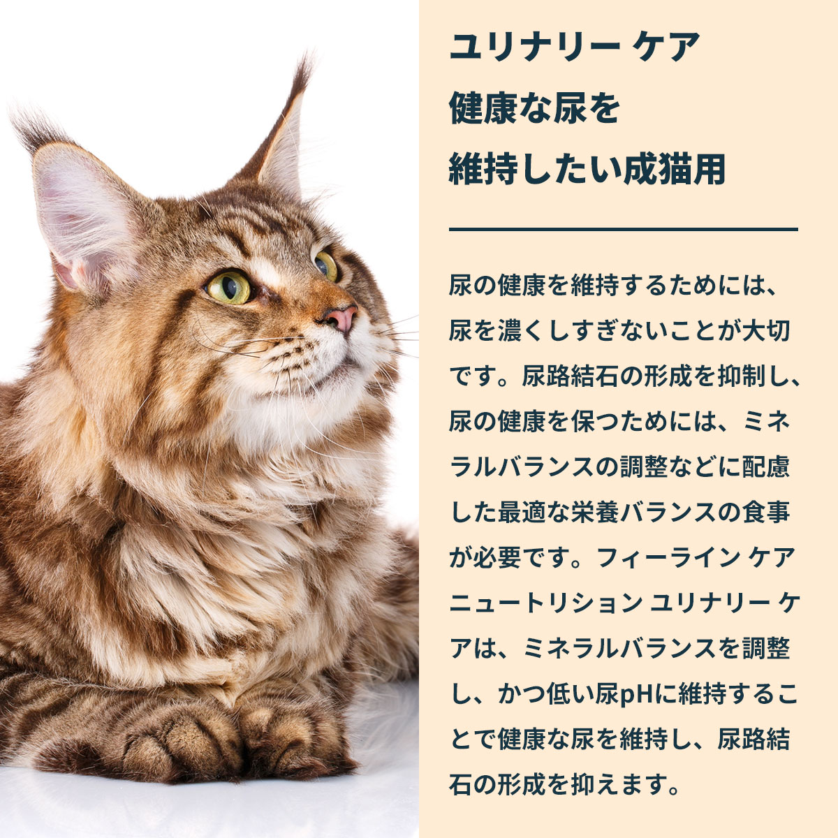 ロイヤルカナン（ROYAL CANIN） 猫 キャットフード ウェットフード