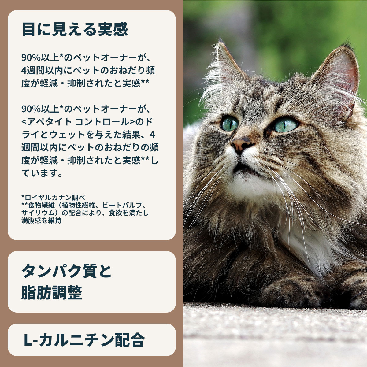 ロイヤルカナン（ROYAL CANIN） 猫 キャトフード アペタイト