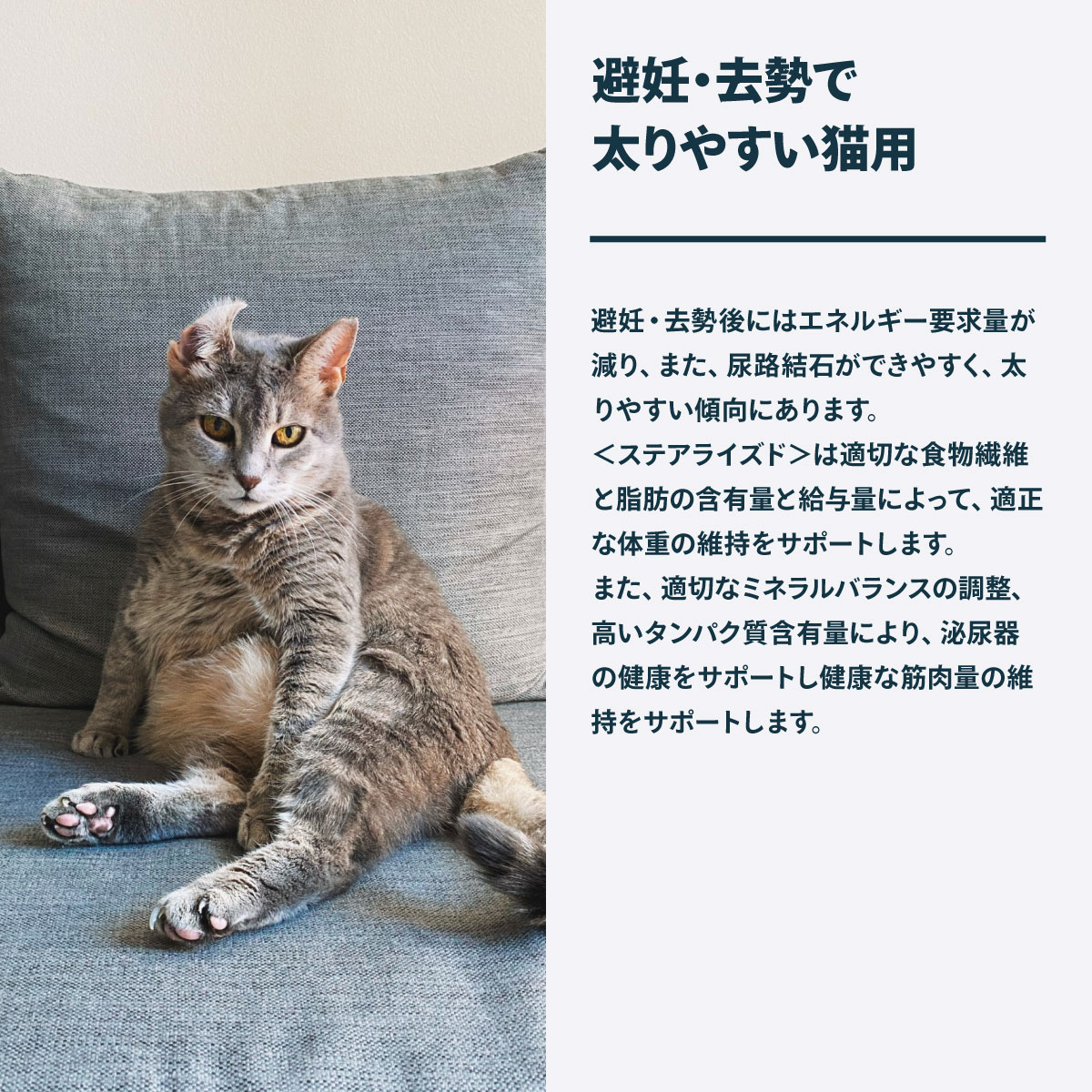 イチゴ様ご専用【ステアライズド、減量したい猫 2kg】 rcfh002-s_5.jpg