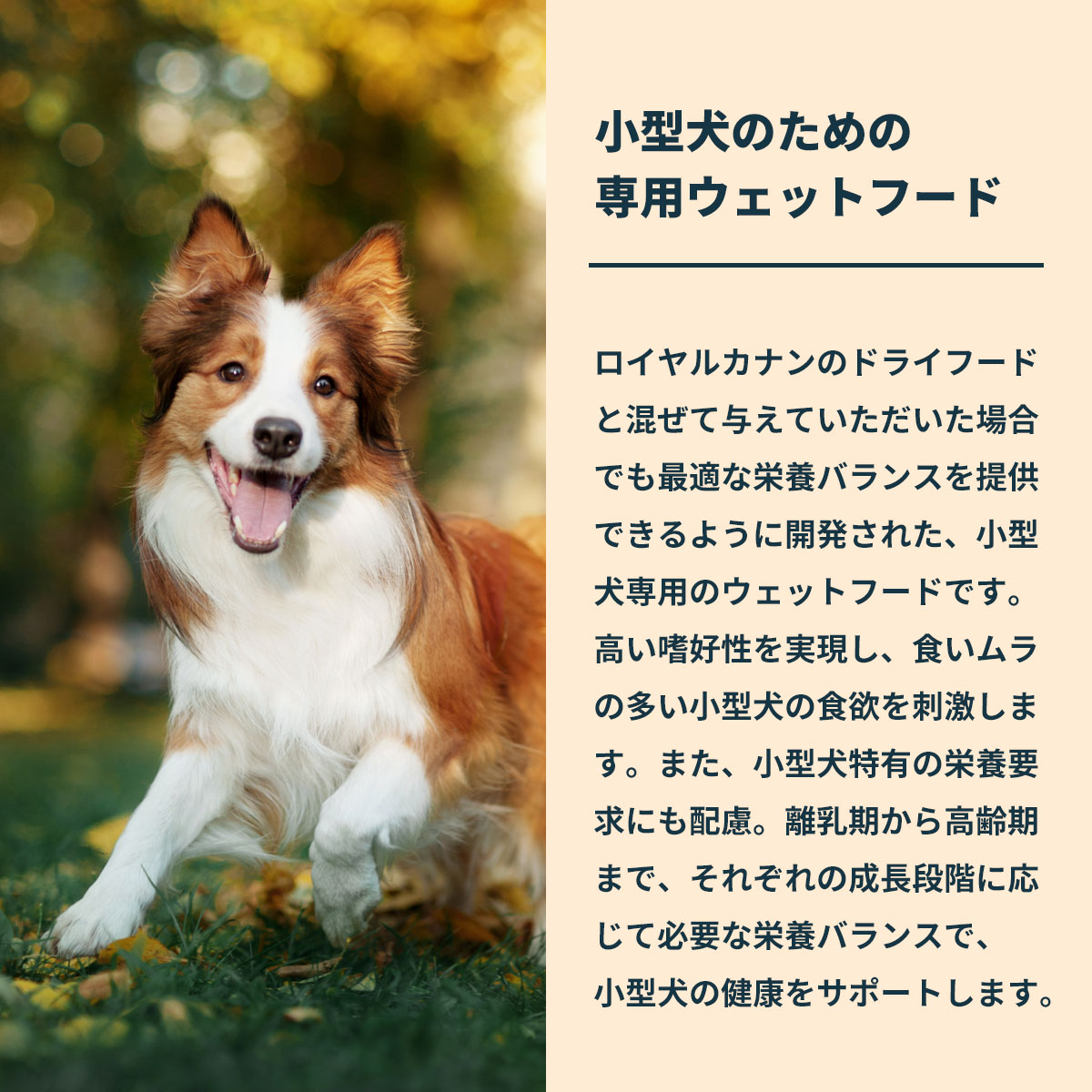  CANIN 小型犬 成犬用 ウエットフード 85g ×60個 サイズ ヘルス ニュートリション 【85g×48袋】ロイヤルカナン SHN-WET